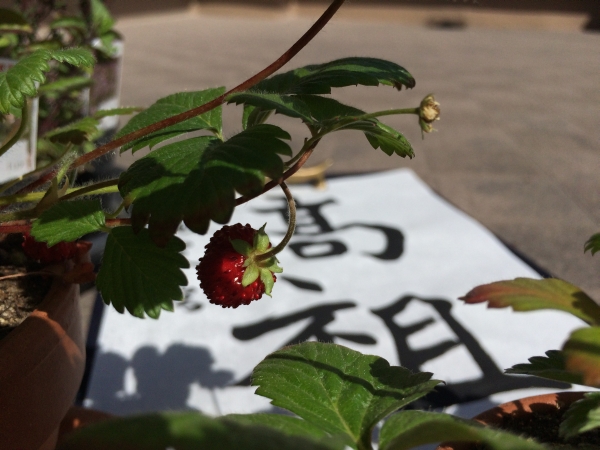 wildstrawberry20150323